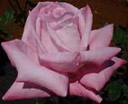unknow artist Realistic Pink Rose China oil painting art